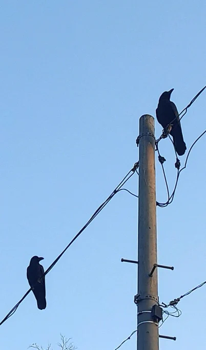 またカラスのマヴが現れて、食事をねだられた。例によって、ハシブトの方が「アホゥアホゥ(カンカン)」と、挨拶。今のところ、階段に糞をしたり、花をむしったりはしていない。特に良い事もしてくれないが。あるとして、あのアクセサリー一個だけ。 