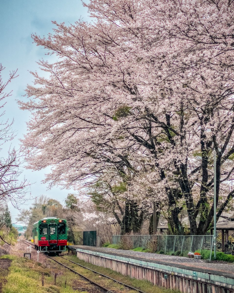 d850_user's tweet photo. 「桜待つホームへ・・」
iPhoneだけど久しぶりに写真撮りました・・
2025/04

#真岡鐵道 https://t.co/DcQL0Uqpvv