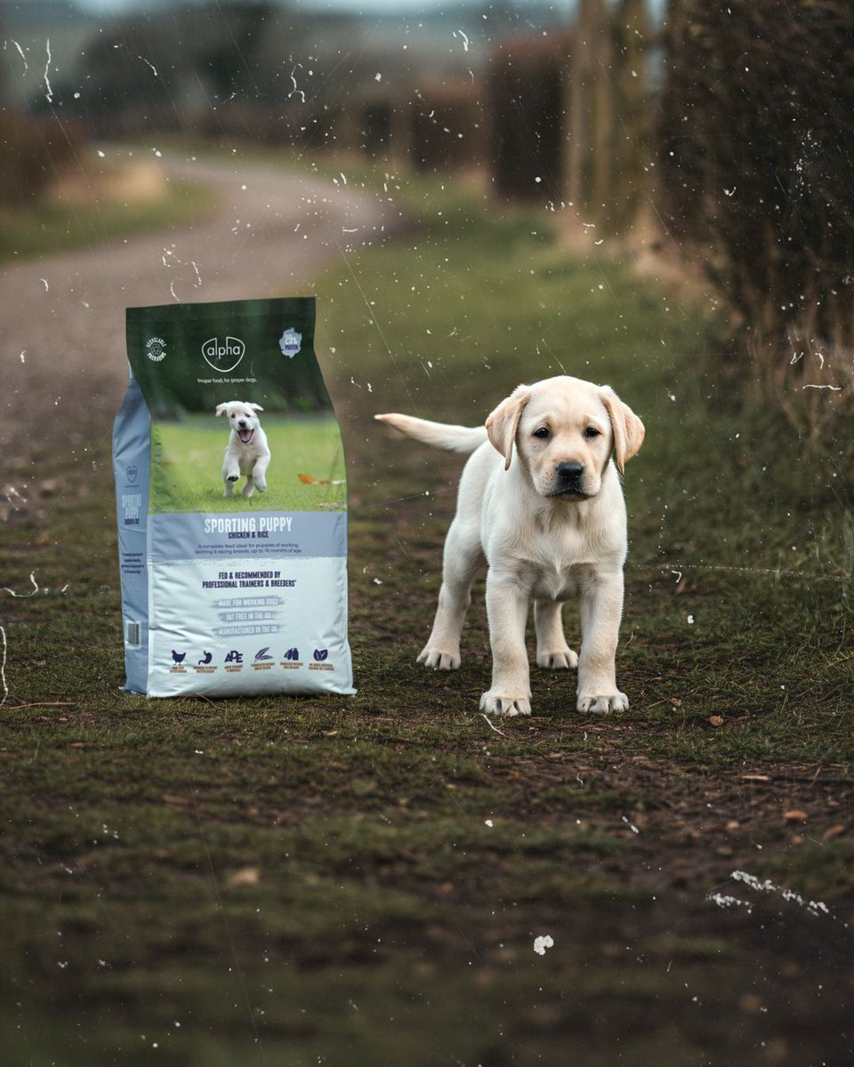 The new Alpha Feeds identity proudly reflects what makes the brand special: decades of heritage, high-performance nutrition, and a deep understanding of dogs at every stage, from eager young learners to seasoned working dogs.