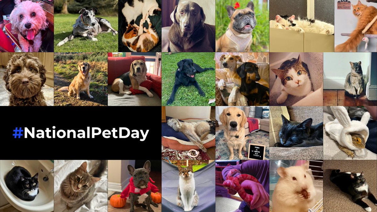 FinelightMedia's tweet photo. It’s National Pet Day! 🐾

To celebrate, our team shared photos of their pets: cats, dogs, a feisty hamster and even a few reptiles made the cut! https://t.co/mOqSelI1XA