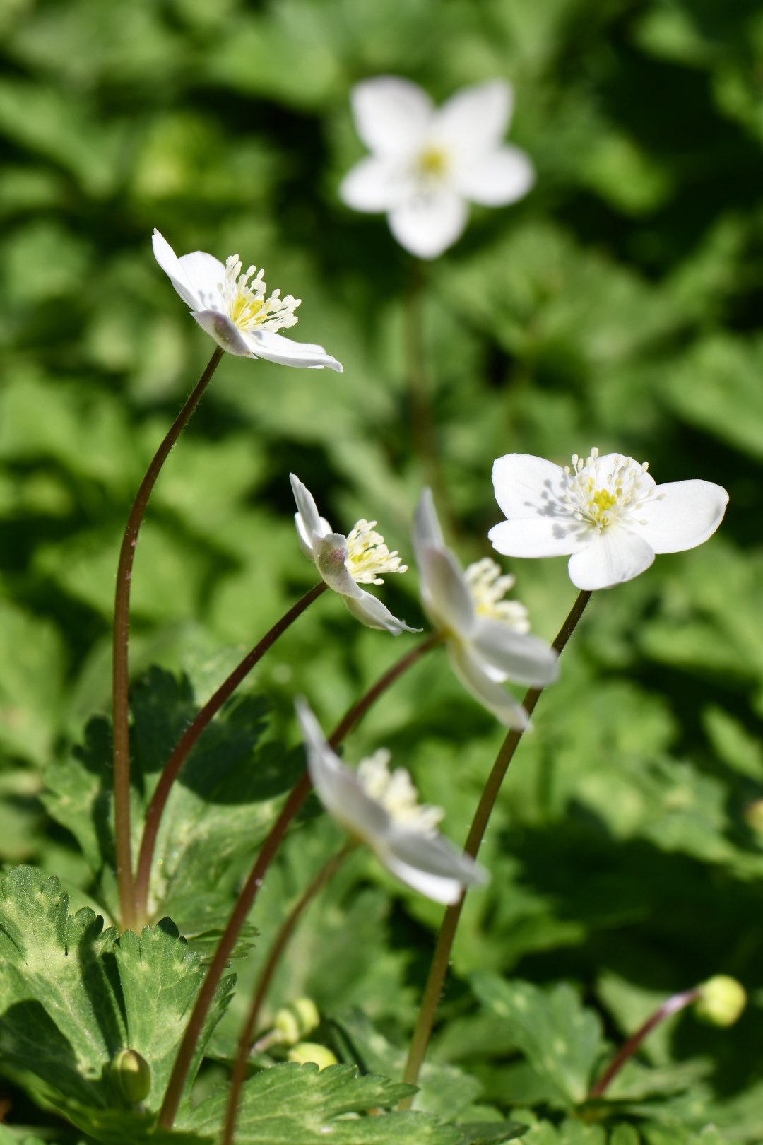 みかみみか (@Rosa04dama40) / X