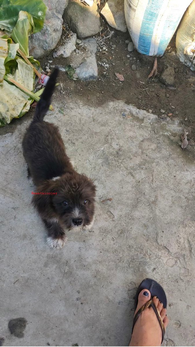 santnicojay's tweet photo. @bitgetglobal Happy #NationalPetDay  🥰 https://t.co/V9M2HUtKOA