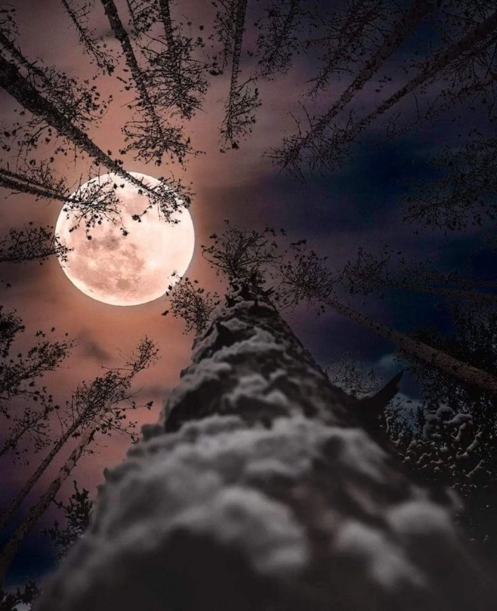 ⠀        ❝Plenilunio de abril.
                   Luna Rosa❞.