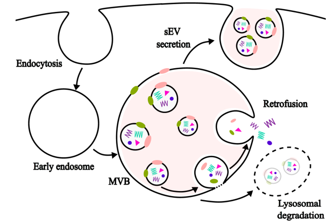 VesiclesAcids's tweet photo. 🚀 Featured Review by Prof. Janos Zempleni（Univ. of Nebraska-Lincoln）!
Milk-borne small extracellular vesicles: kinetics and mechanisms of transport, distribution, and elimination 🧬🍼
Read more 👉 https://t.co/jWsylBtu2q
#Exosomes #MilkEVs #DrugDelivery #EVresearch https://t.co/SdYp2GEi9q