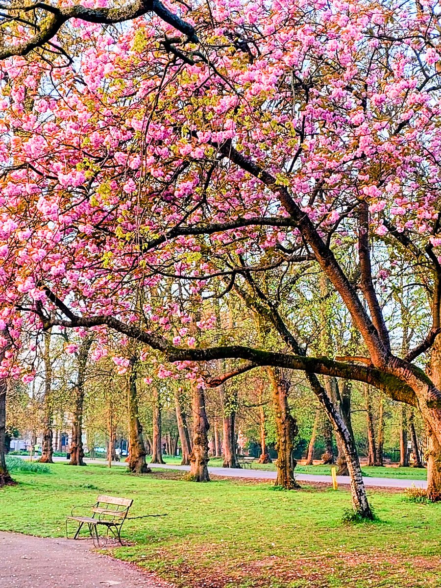 A lovely spot to sit 🌸  <a href="/AlexParkMCR/">Alexandra Park</a> #Manchester