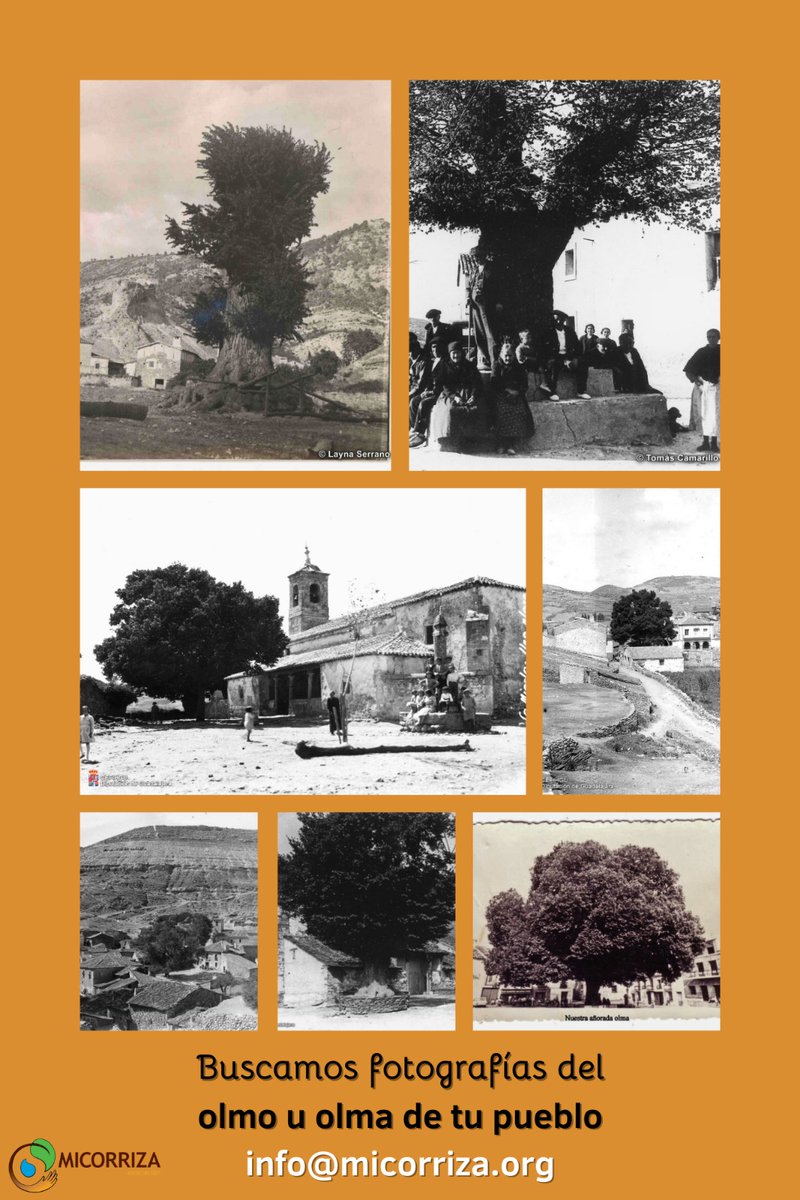 A_Micorriza's tweet photo. Se acerca #SemanaSanta y solemos juntarnos con la familia y amigos/as.
En #AsociaciónMicorriza ponemos en valor los #árboles singulares y estamos elaborando 1 #libro con fotografías de los #olmos y #olmas que había en los pueblos de la provincia d #Guadalajara
¿Quieres colaborar? https://t.co/5FlhzqeEcY