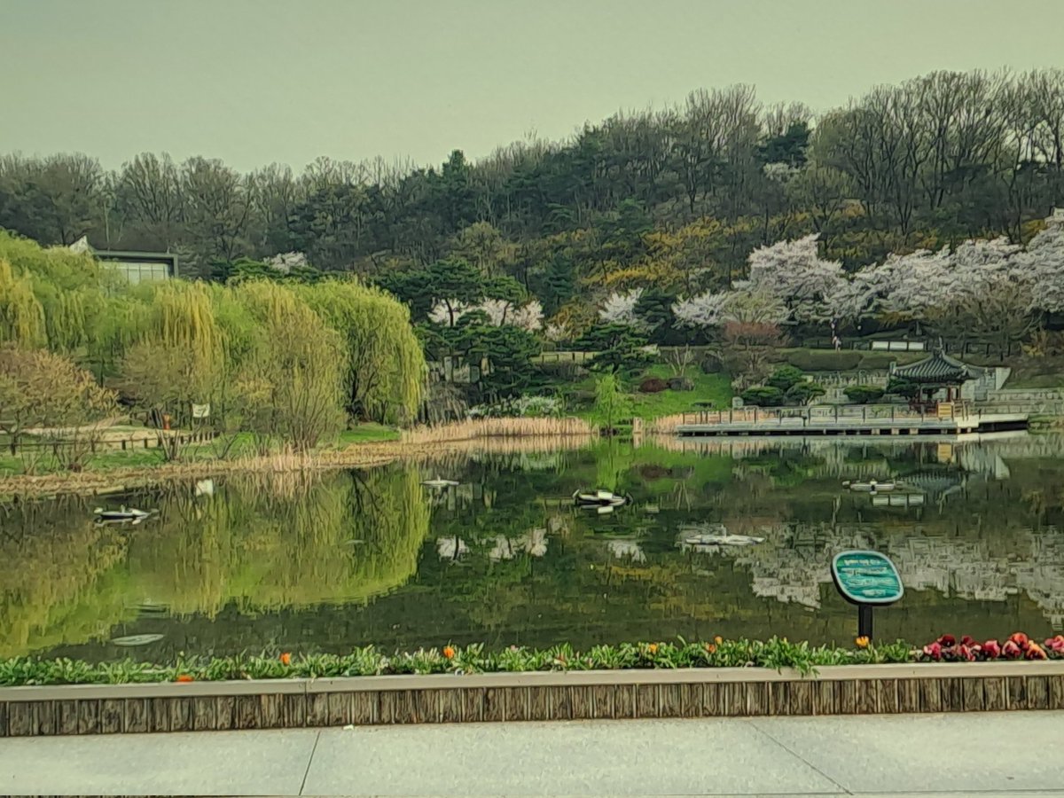 imihyeon64890's tweet photo. 북서울 꿈의숲 벚꽃 멋진 꽃길과 연못 #북서울꿈의숲 https://t.co/ljsr4C3UT8