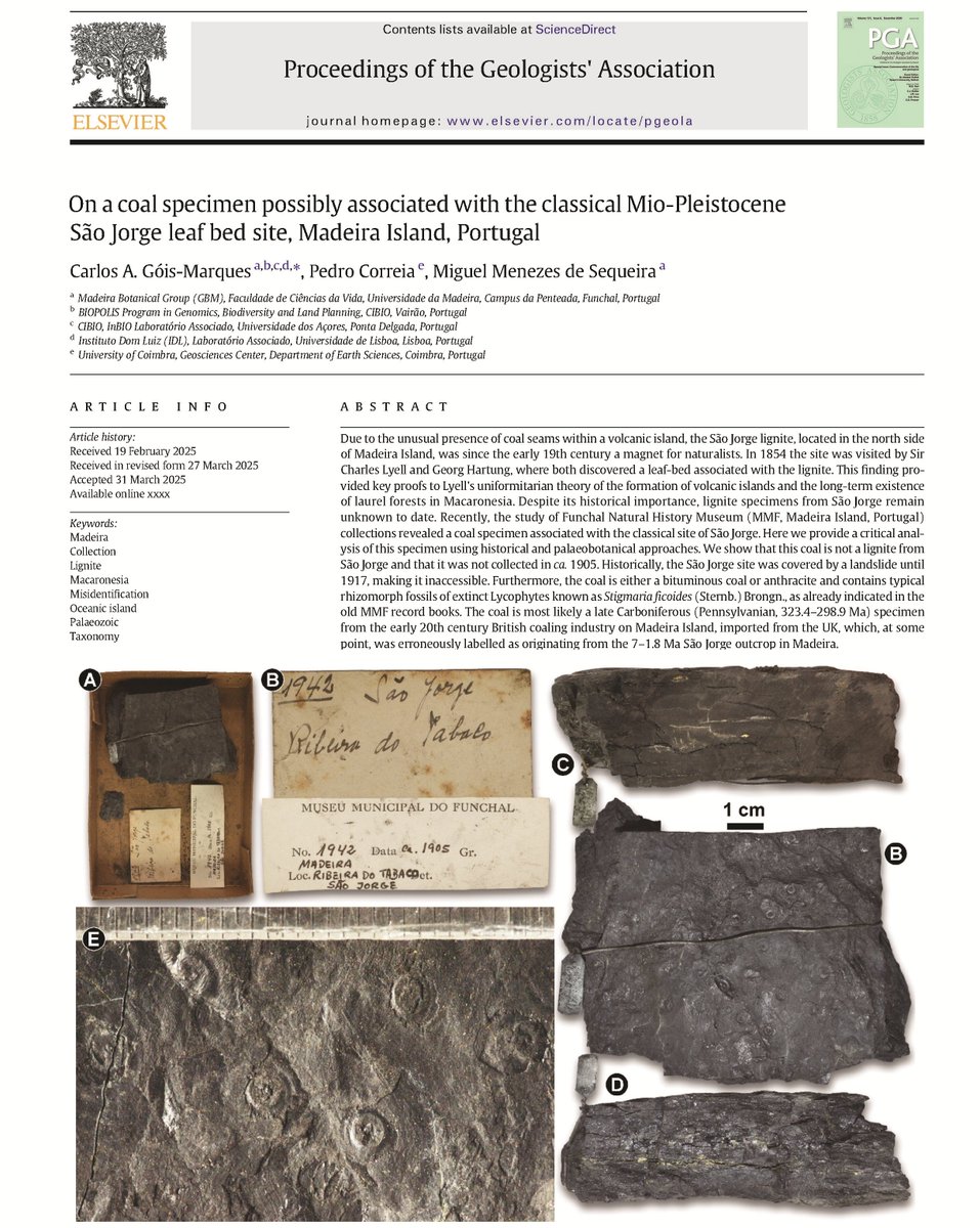 My new contribution: 
Góis-Marques et al. 2025 | On a #coal specimen possibly associated with the classical Mio-Pleistocene São Jorge leaf bed site, #Madeira Island, Portugal | Proceedings of the Geologists' Association: 101116
doi.org/10.1016/j.pgeo…
#Palaeobotany #fossil