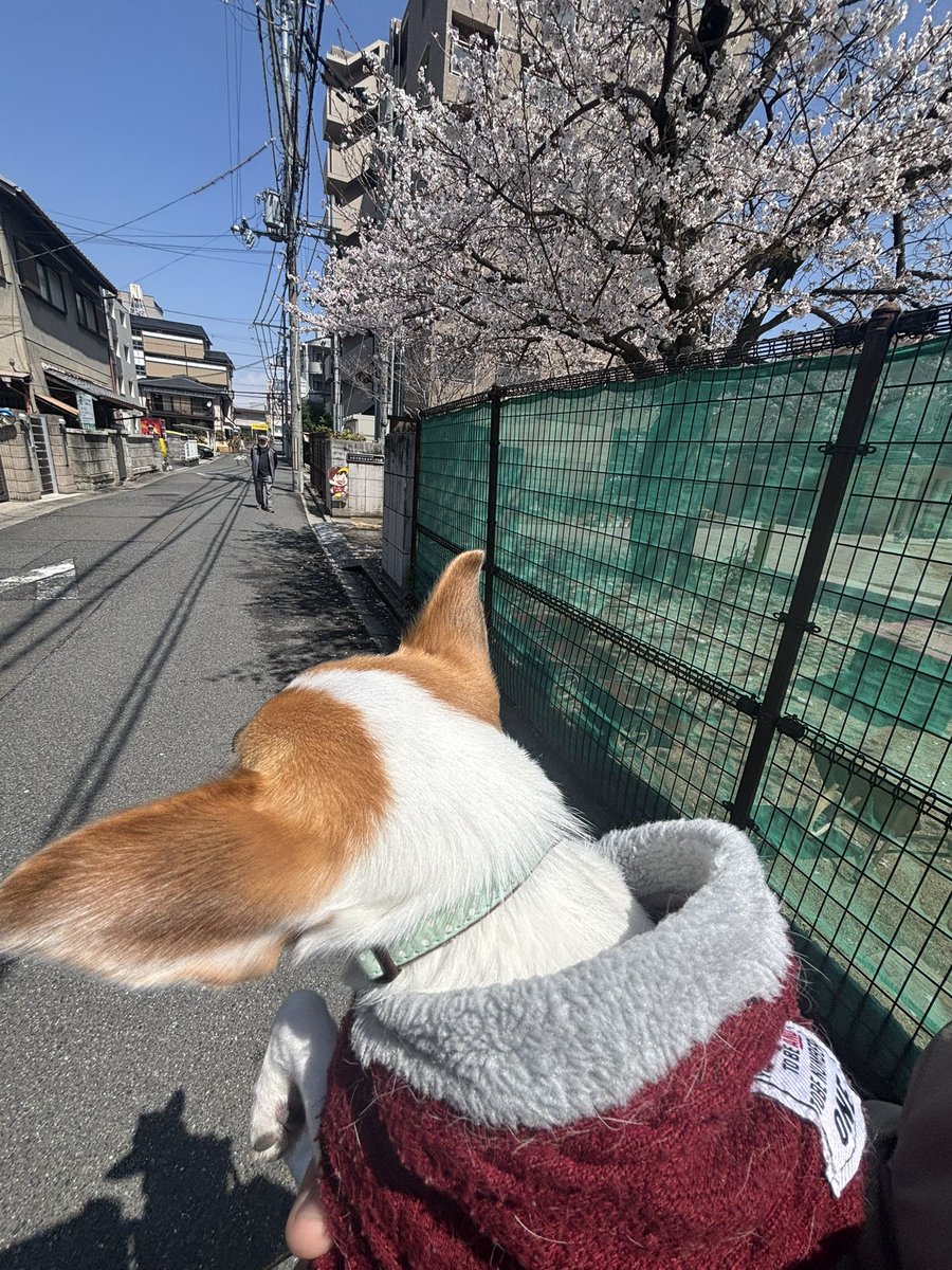 mogyuri's tweet photo. ありがたいことに
次のライブが決まりました〜おぢ
がんばります〜🫡 https://t.co/bg82Zth5o9