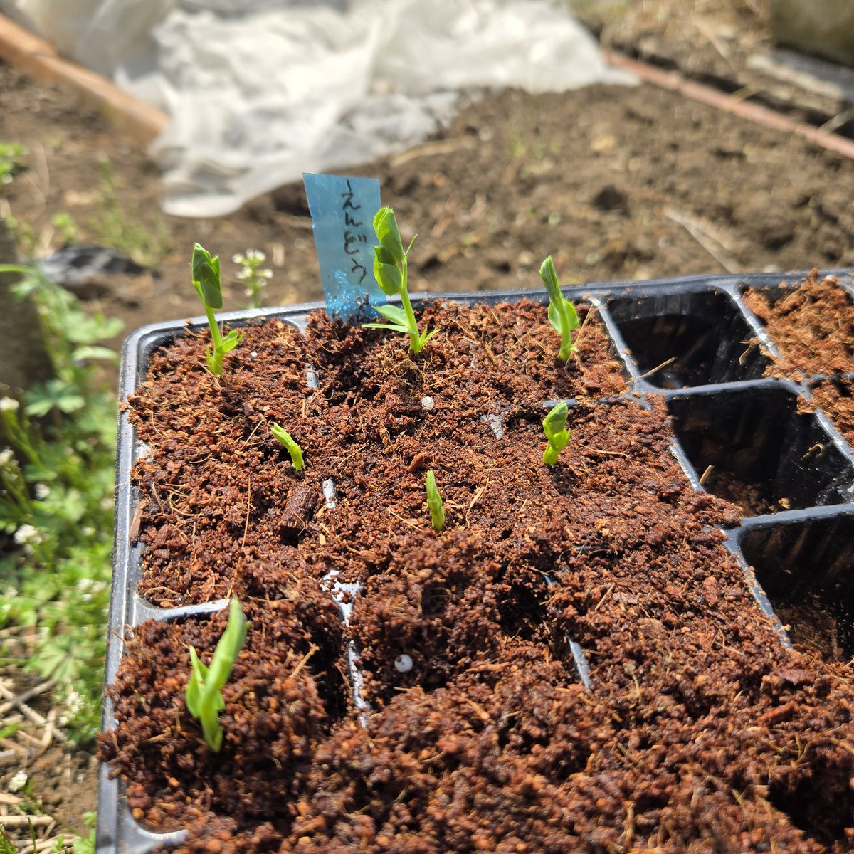 SaeCue's tweet photo. #スナックえんどう 
もう少し育苗必要かもだけど…
定植～🌱👏

美味しいから
沢山採れたら嬉しいな😄

#白花スナック #snappea #sugarpea #アタリヤ農園 https://t.co/0jG541lK2T