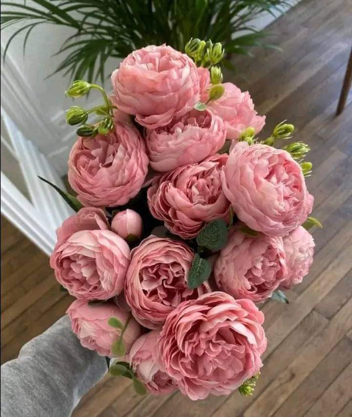 منوله tweet media