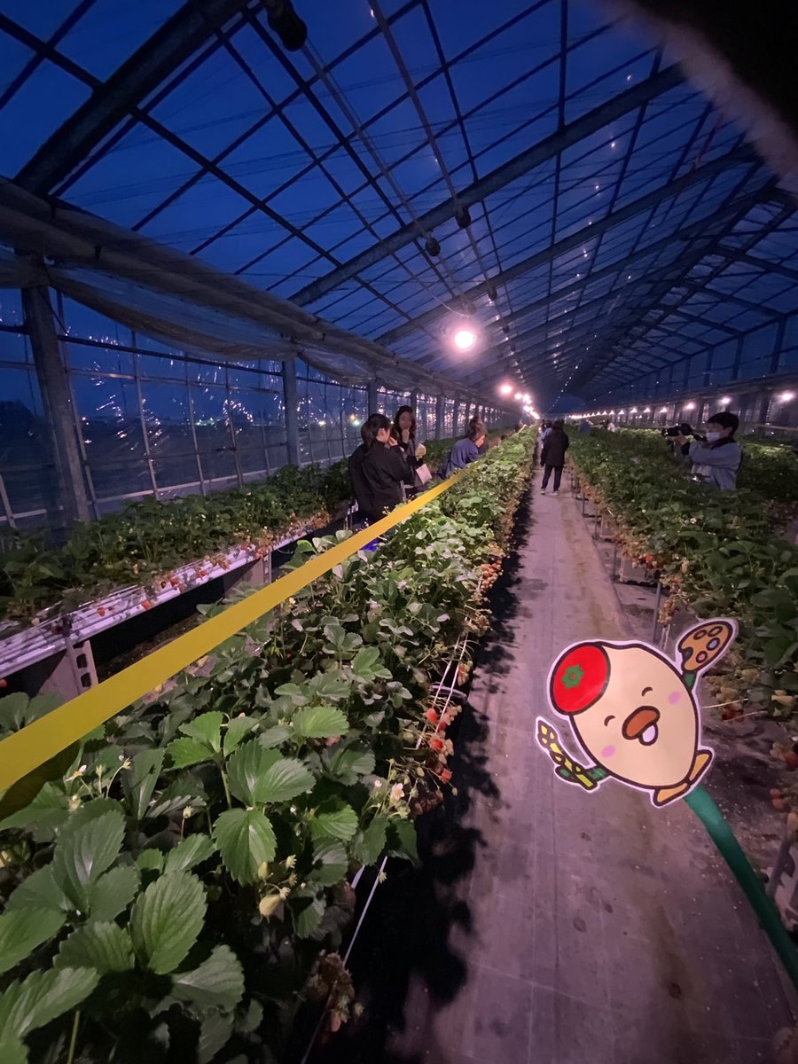 ナイト苺狩りに来てますぞ！
# JA会津よつば　# イチゴ　# いちご狩り　# 紅ほっぺ　# 久ちゃん