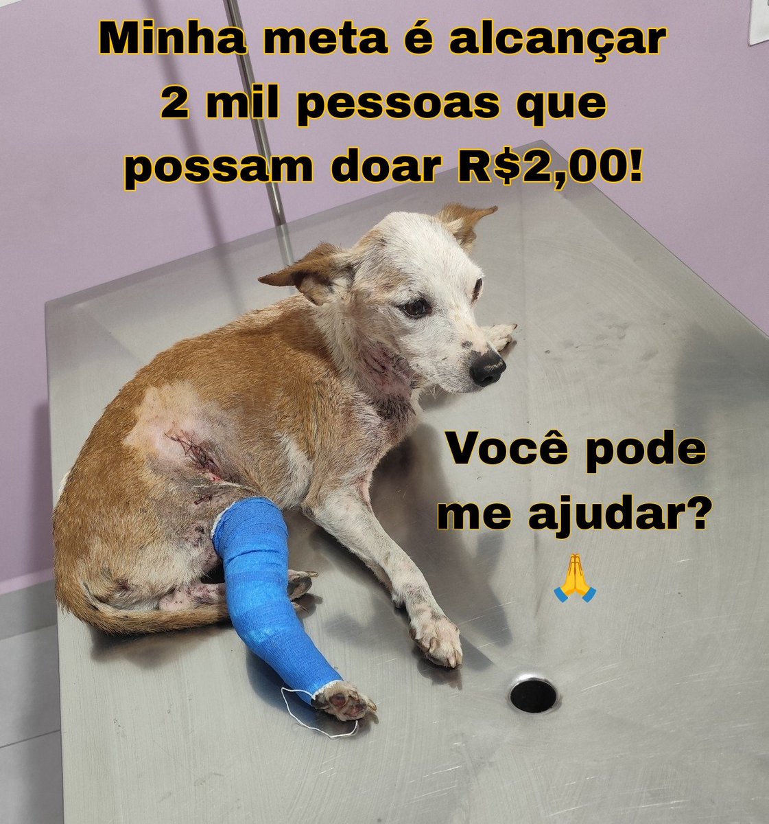 O Despacito foi atacado pelos irmãozinhos e teve uma fratura exposta. Já tive um gasto de mais de 8 mil reais, ele precisa de mais exames e continuar o tratamento e eu não tenho mais a quem recorrer para conseguir.
Nós ajudem por favor. Não quero perder meu amigo
Pix: 31984635274