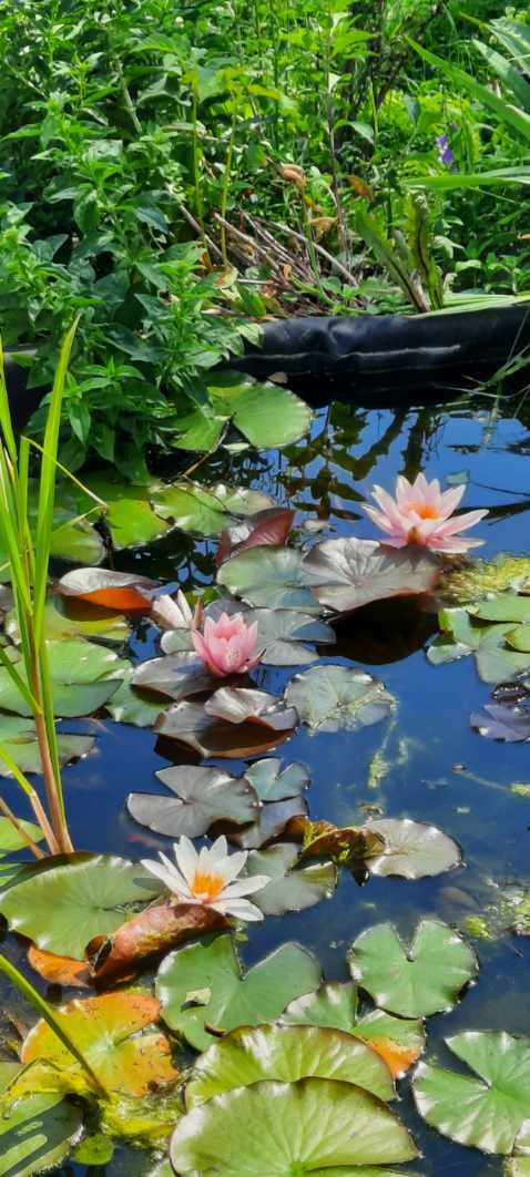 🪷💚🪷💚May you all have a peaceful day
#peaceful 
#LotusFlower