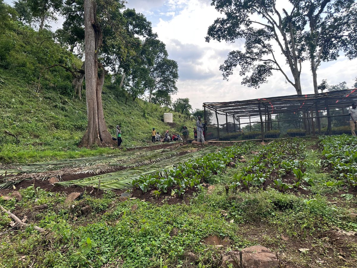 IOMEthiopia's tweet photo. 🍃#Jimma: +350 people are rebuilding their lives through community projects-from fruit nurseries to poultry farming &amp; avocado grafting!

Thanks to 🇳🇱, IOM &amp; @JimmaUniv are providing returnees &amp; their communities w/ skills &amp; resources for sustainable reintegration.

#SafeMigration https://t.co/umizfUDB1d
