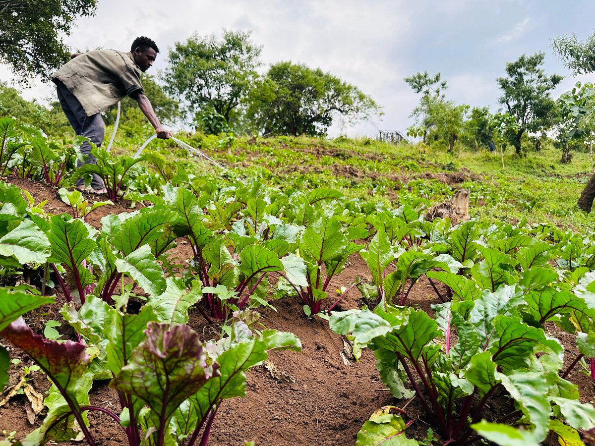 IOMEthiopia's tweet photo. 🍃#Jimma: +350 people are rebuilding their lives through community projects-from fruit nurseries to poultry farming &amp; avocado grafting!

Thanks to 🇳🇱, IOM &amp; @JimmaUniv are providing returnees &amp; their communities w/ skills &amp; resources for sustainable reintegration.

#SafeMigration https://t.co/umizfUDB1d