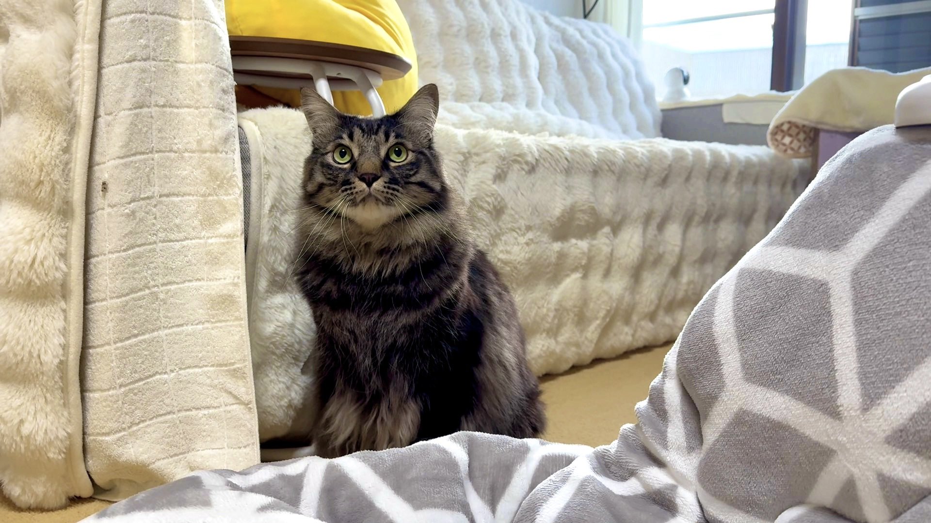 猫ッチョファミリー【元野良猫トラと保護猫ペグテトラッキー