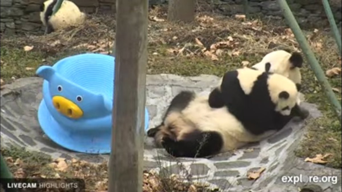 Rektgeng's tweet photo. Mother panda will be playing with baby panda in the ditch as it is in the screenshot #magnuscontest https://t.co/iC47qK6NNo