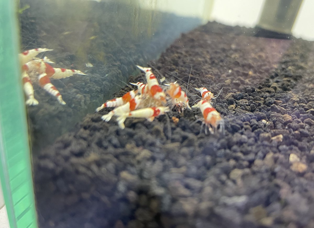 Aquarium_Choco's tweet photo. https://t.co/v3HQK66f47