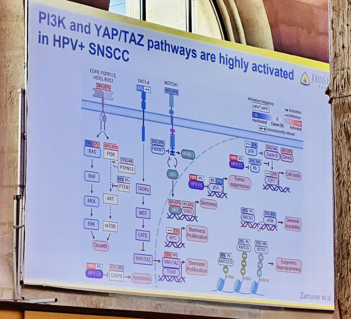 DrMLChua's tweet photo. So cool to be invited to 🇫🇷 to speak about novel treatments on #NPC #Nasopharyngealcarcinoma  but was uber fun to learn about rare Sinonasal tumours! 
As we know they are #notsorare after all! @DrGopalIyer https://t.co/lF4lHPRQ7R