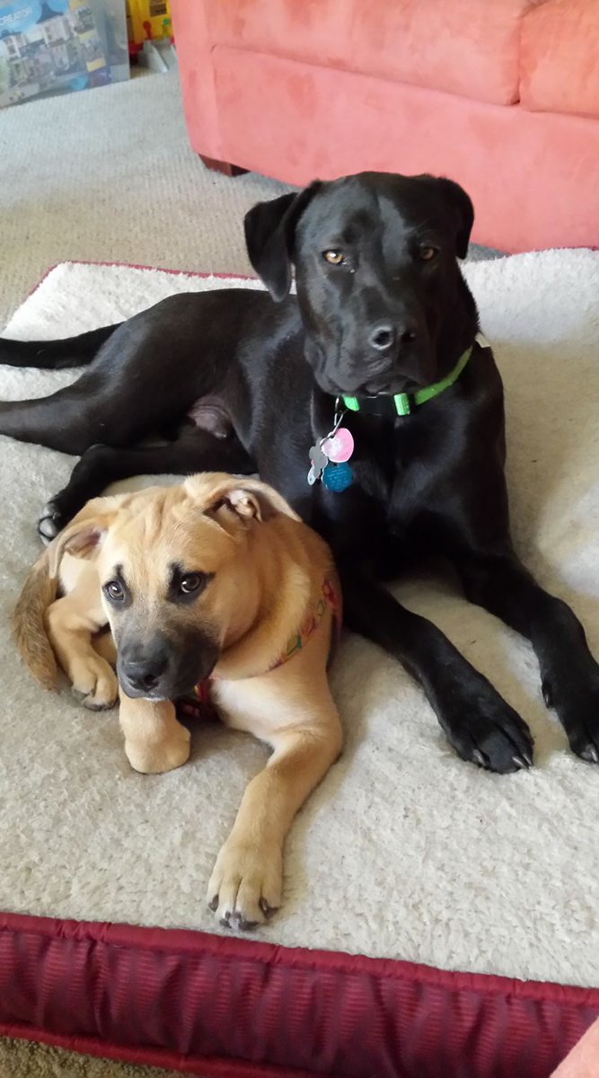 ReeseKarnuth's tweet photo. @ThePanic16 A baby picture of Dog 1 and Dog 2 and on of my favorites. https://t.co/N3DfcnSs68