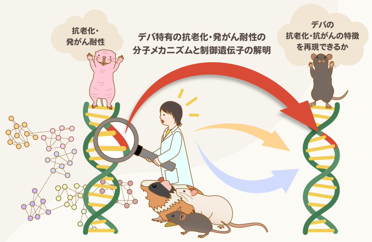 デバ研(ハダカデバネズミ研究室) tweet media