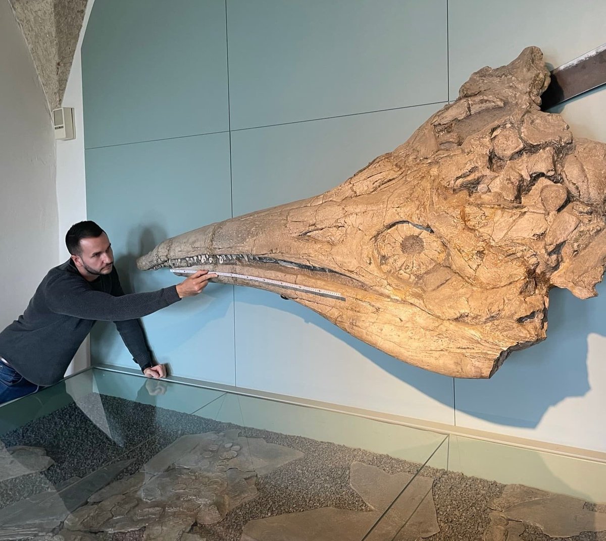 Dr Dean Lomax (@dean_r_lomax) on Twitter photo At just over 2 metres long, this is one of the largest complete ichthyosaur skulls ever found. Yeah, it's a unit! Happy #FossilFriday
This is the skull of a very large Jurassic ichthyosaur called Temnodontosaurus, on display at Banz Castle, Bavaria. At just over 2 metres long, this is one of the largest complete ichthyosaur skulls ever found. Yeah, it's a unit! Happy #FossilFriday
This is the skull of a very large Jurassic ichthyosaur called Temnodontosaurus, on display at Banz Castle, Bavaria.
