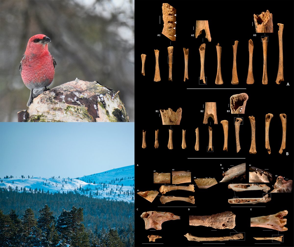 diarimes's tweet photo. 🐦🐦 MEDI NATURAL | Descobreixen a les Muntanyes de Prades una au boreal desapareguda fa més de 24.000 anys
👉 Un estudi de @iphes  demostra que dues coves de Mont-ral van funcionar com a punts d’alimentació i refugi per les aus fa més de 30.000 anys
https://t.co/aQ4EhR3Lhg https://t.co/GL6NbBTcig