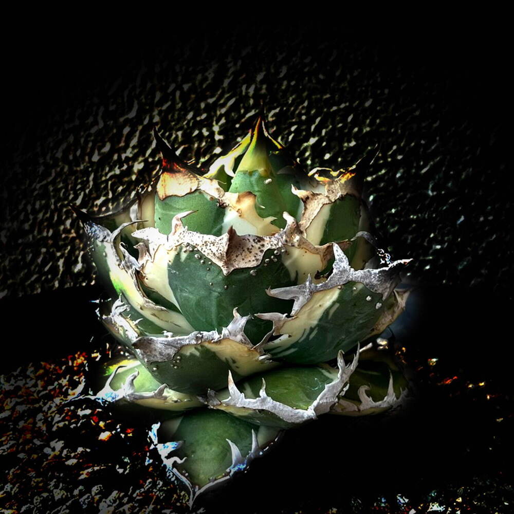 全種類コンプリートセット】ラフラム×APE 25周年限定