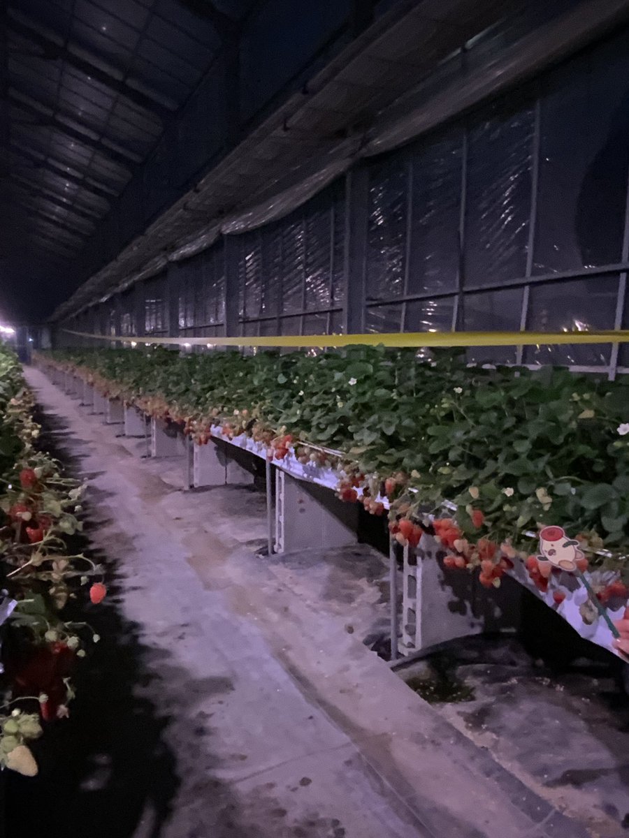 ナイト苺狩り、再び、ですぞ！
#JA会津よつば #いちご