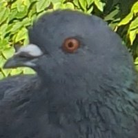 Dierenvriend en natuurliefhebber. tweet media