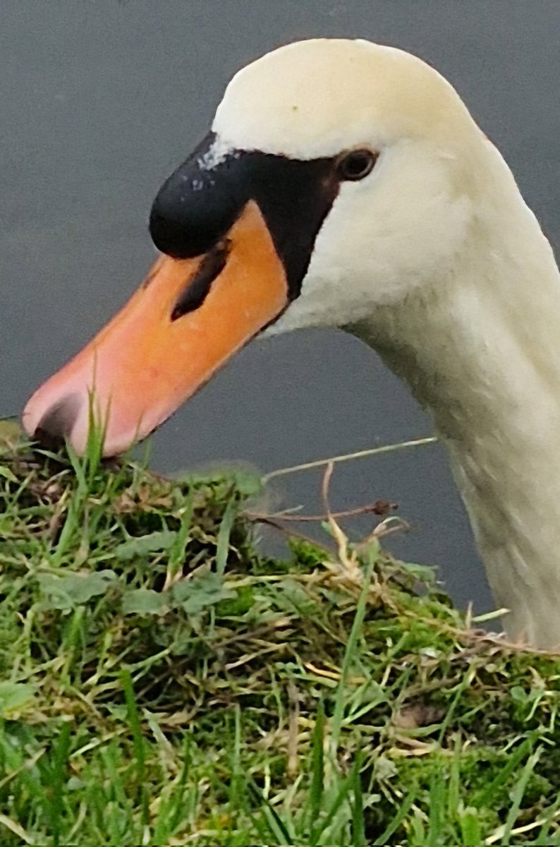 Dierenvriend en natuurliefhebber. tweet media