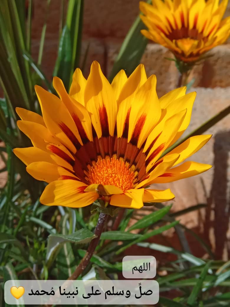 في يوم الجُمعة :

"اللهُمَّ اجعلني من الذين تُدَبَّر فرحتهم في السماء الآن وأمانيهم أوشكت أن تكون، اللهُمَّ اجعل لي نصيبًا في سعة الأرزاق وتيسير الأحوال وقضاء الحاجات💛"..
#يوم_الجمعة 
#عمر_بن_هذال