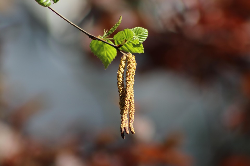 MeteoNewsAG's tweet photo. Momentan machen insbesondere #Birken- und #Eschenpollen Probleme, welche zumeist in hohen Konzentrationen in der Luft vorhanden sind. Was sonst noch so blüht und wie es mit der #Pollensaison weitergeht: https://t.co/U0NsbVlmXa (rp) https://t.co/X1Jn5SSp6Q