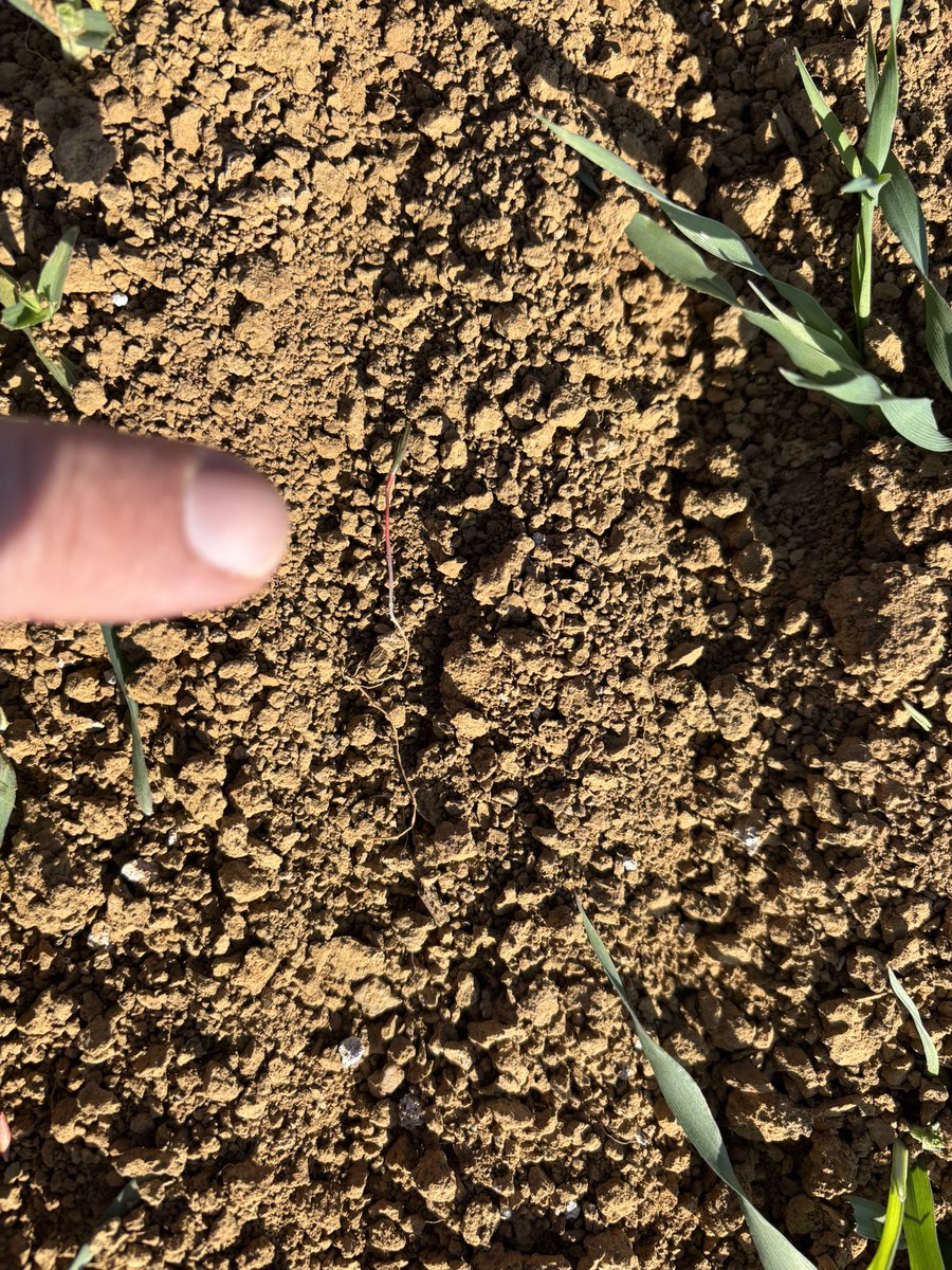 BADURAUX_j's tweet photo. 🎥 #désherbage #mécanique des #orges de #printemps #biostyle on essaye des trucs…. va savoir peut être ça marche…. faut pas mourir idiot et se créer des références ! https://t.co/u8HpyeiUjn
