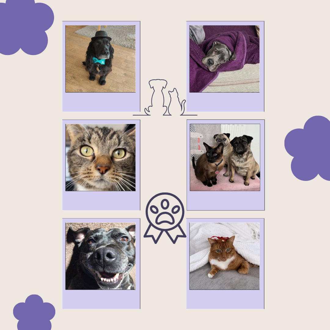 letsgocover's tweet photo. 🐶🐱 It’s National Pet Day! 🐾 Our team is sharing their cutest pet photos to celebrate! 💙 Drop a pic of your pet below and spread the love! 📸👇 #NationalPetDay #PetsOfLetsGoCover https://t.co/UpZkXPwwtQ