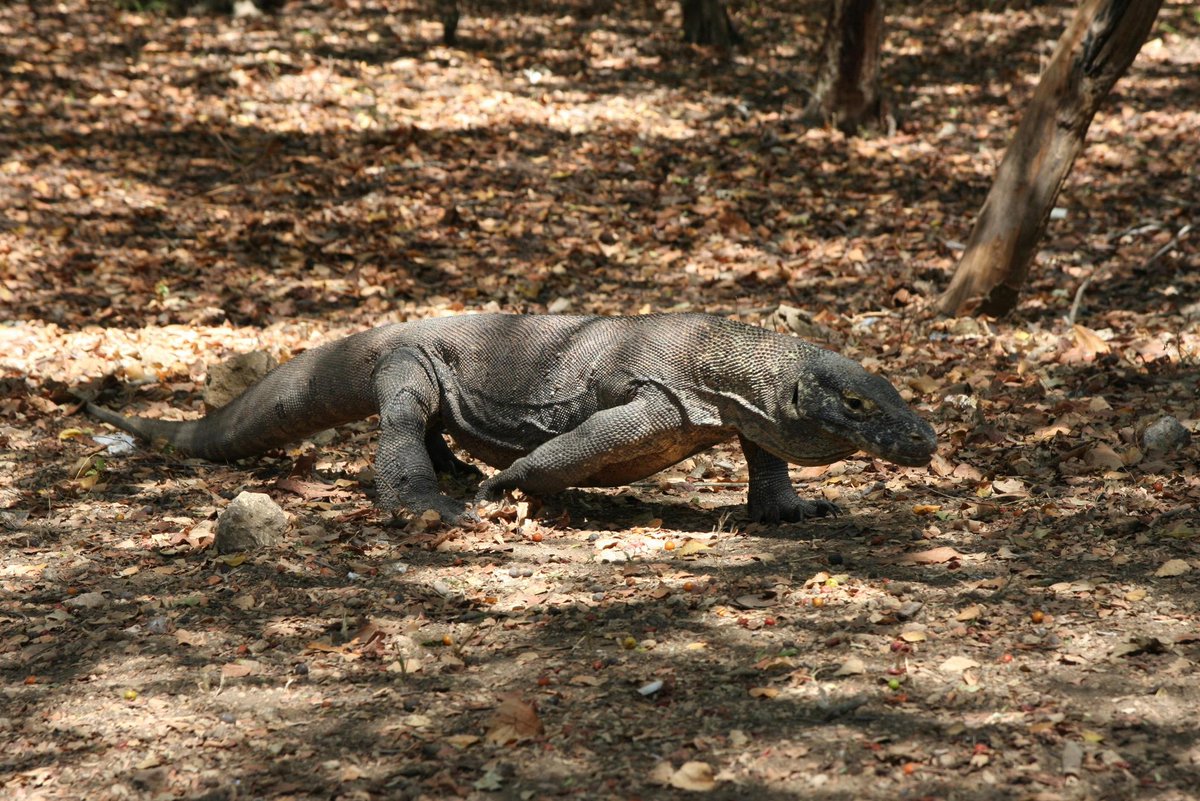OwanKomodoT's tweet photo. Come &amp; explore the Beauty of Komodo National Park that Wins World's Most Beautiful Place 2025 by Time Out! 
See the stunning landscapes and incredible wildlife for yourself with Owan Komodo Travel.
👉 https://t.co/TZZaxoY2qv for more info!
#ExploreKomodo #Travel #Nature #Healing https://t.co/gzoBDZYSzU