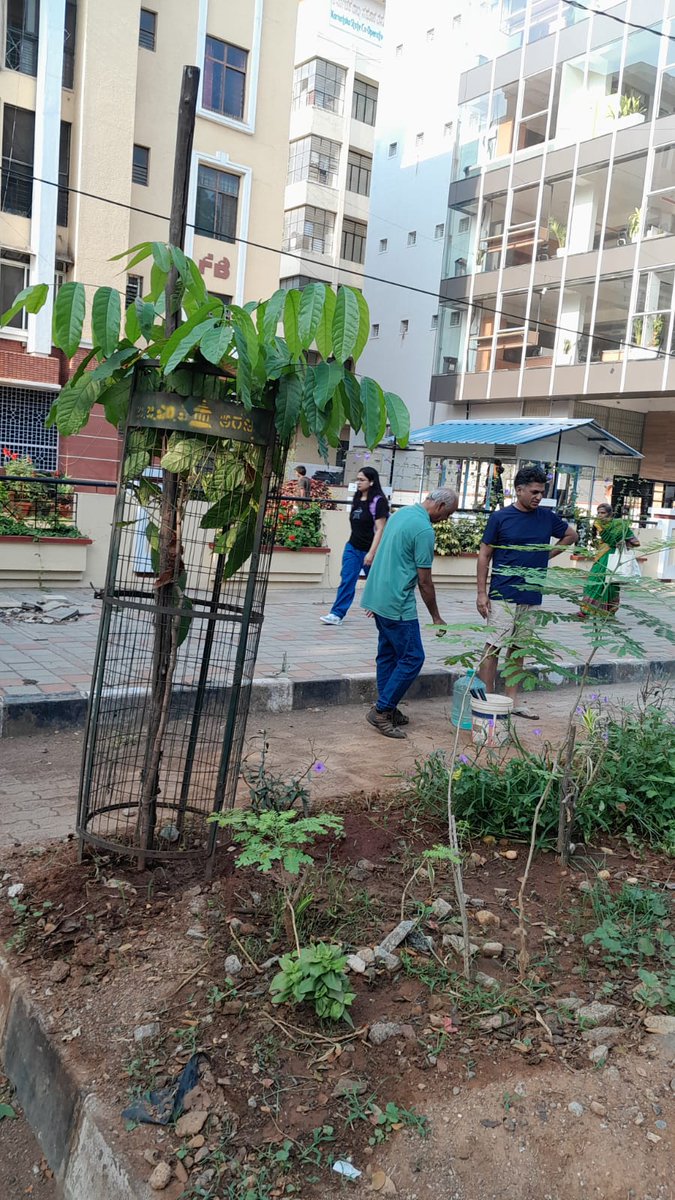 RathaHasiru's tweet photo. Today's maintenance at Arumugam Circle and around Basavanagudi
#HasiruRatha #GreenBangalore #NammaBengaluru #SaveTrees #GoGreen #UrbanForests #CommunityForClimate #SustainableLiving #EveryDropCounts
#ProtectNature https://t.co/38XVCsU4gq