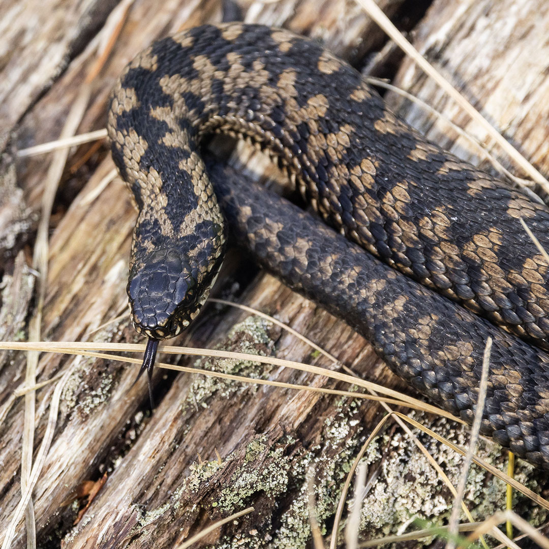 We ask people to keep to the main tracks when walking through the #NewForest and to keep dogs with them there at this time of year to avoid disturbing rare #GroundNestingBirds or #adders awakening from hibernation and coming out to bask in the sun. 🙏🐣🐍

#StayOnTheTracks