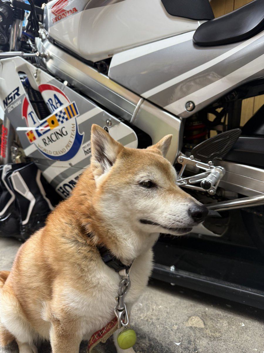 毎日朝晩どんな日でも必ず散歩に連れ出されます🐕うちの柴犬の体内時計ってかなり正確です。　#柴犬
