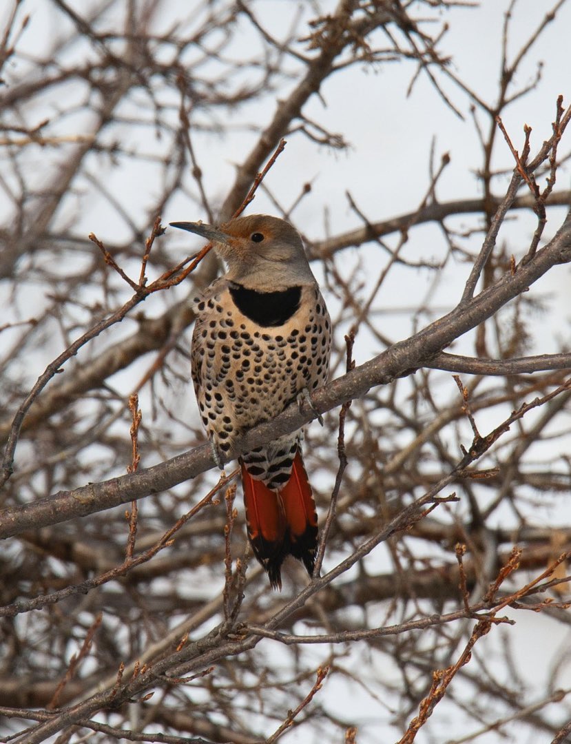 Flicker Friday! A splash of red in the twisted lines of brown branches against a grey sky. A Red-shafted Northern Flicker. #birds #northdakota #prairie