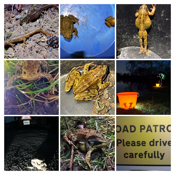 Angelina Jones (@amtjones1966) on Twitter photo Henley Toad Patrol <a href="/HenleyToads/">Henley Toad Patrol</a> celebrate the end of Migration '25. Volunteers have spent the last 56 evenings carrying 8750 migrating toads , 959 frogs & 229 Smooth newts across the busy Henley to Marlow road <a href="/guardian/">The Guardian</a> <a href="/WildlifeMag/">BBC Wildlife</a> <a href="/froglifers/">Froglife</a> @ARGroupsUK <a href="/ARC_Bytes/">Amphibian and Reptile Conservation</a> <a href="/BBOWT/">BBO Wildlife Trust</a> Henley Toad Patrol <a href="/HenleyToads/">Henley Toad Patrol</a> celebrate the end of Migration '25. Volunteers have spent the last 56 evenings carrying 8750 migrating toads , 959 frogs & 229 Smooth newts across the busy Henley to Marlow road <a href="/guardian/">The Guardian</a> <a href="/WildlifeMag/">BBC Wildlife</a> <a href="/froglifers/">Froglife</a> @ARGroupsUK <a href="/ARC_Bytes/">Amphibian and Reptile Conservation</a> <a href="/BBOWT/">BBO Wildlife Trust</a>