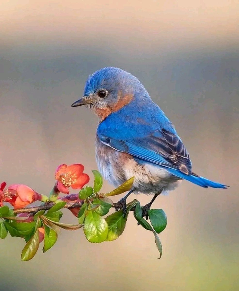 Eastern Bluebird. 

📷: @rachelschneidermanphotography ©️

#birds #nature #wildlife