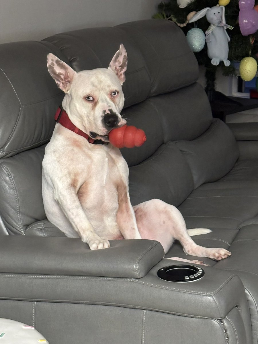 _LovingELLE's tweet image. Bruno! @fox5dc #GoodDayDC
#NationalPetDay