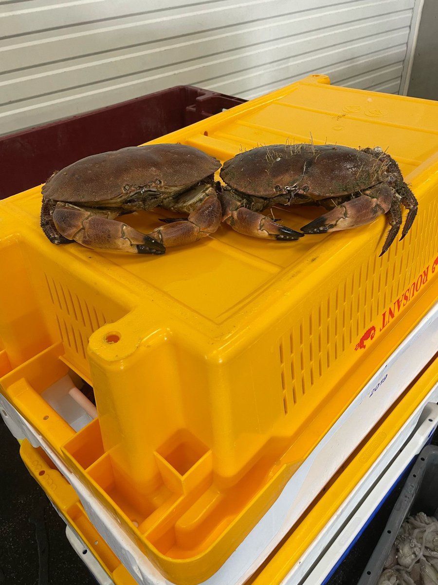 UFAveiling's tweet photo. 🦀 Vers uit de zee!
Deze stoere krabben zijn deze week met vakmanschap gevangen door onze vissers en vandaag aangeland op de visafslag in Stellendam.
Dagvers, lokaal en met liefde voor het vak – zo hoort het! 💙
#versevangst #stellendam #krab #visserij #uitdezee #lokalevis https://t.co/w6Tg598xcj