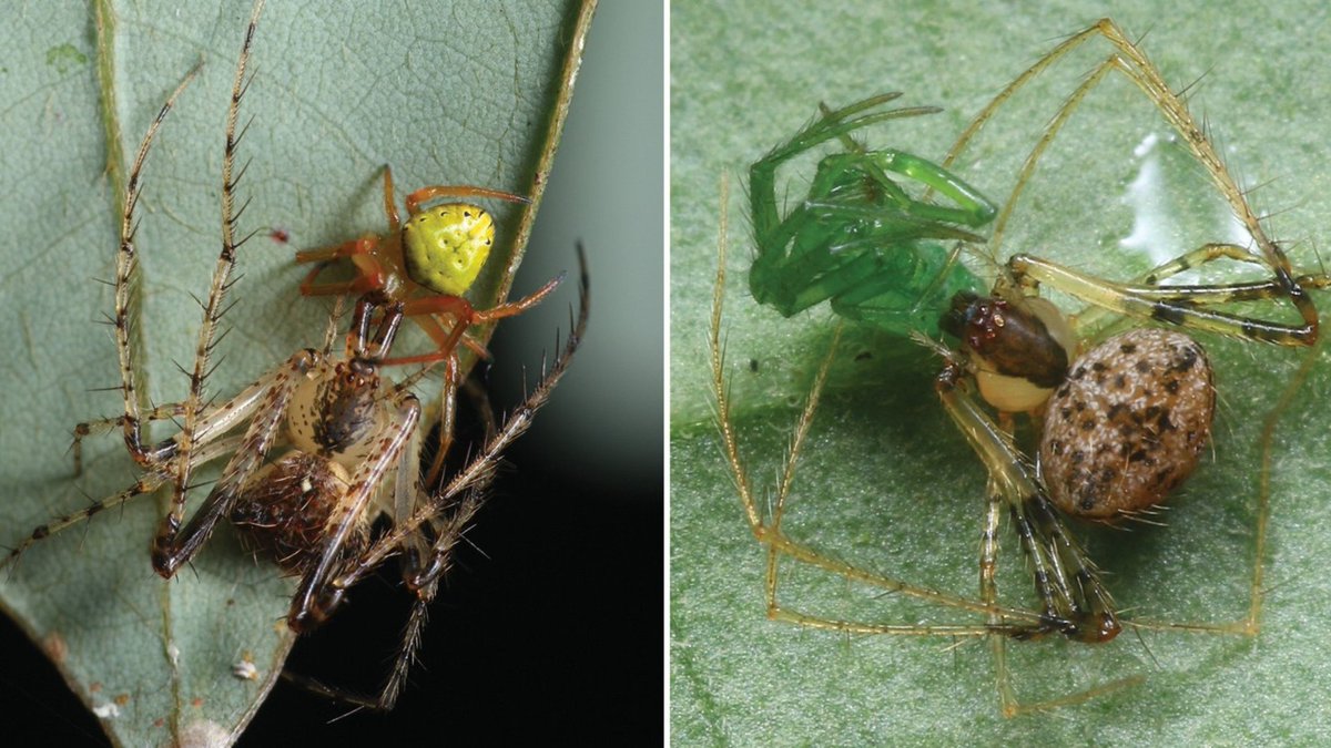 Two new pirate spider species have been discovered in China. 🏴‍☠️

🔗 Learn all about them on the <a href="/Pensoft/">Pensoft</a> blog: blog.pensoft.net/2025/04/11/new…