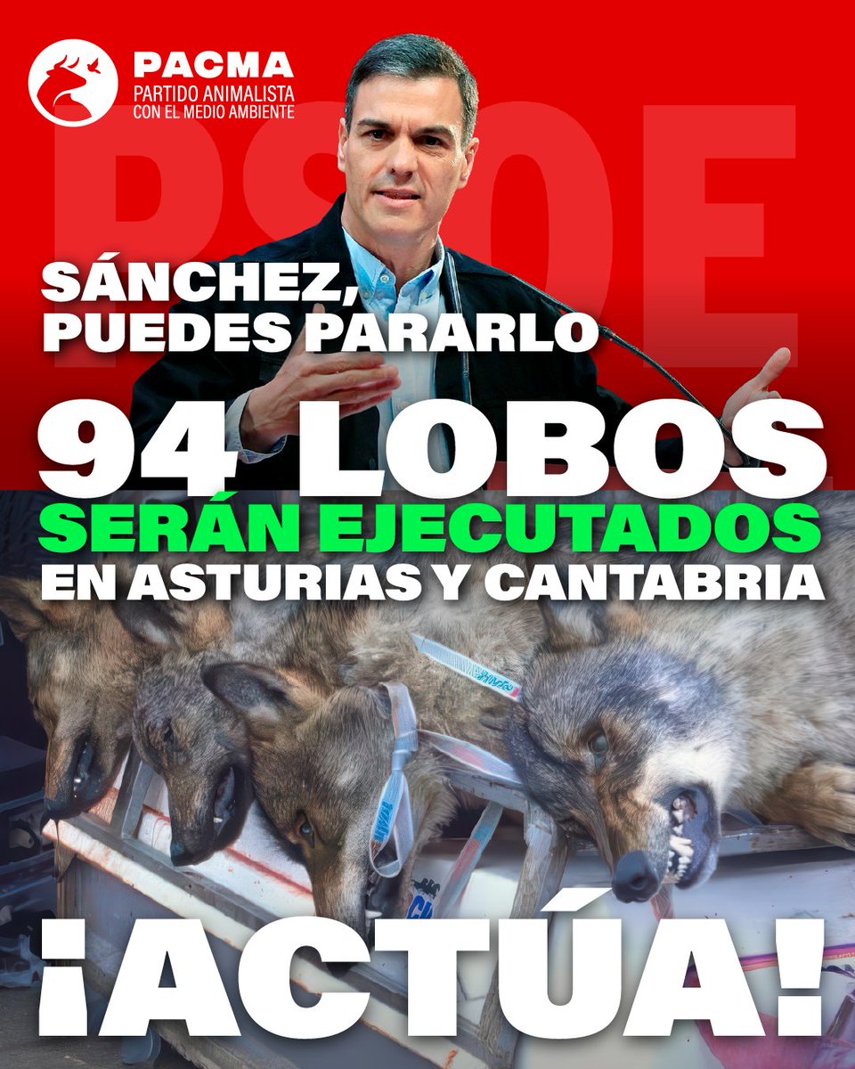 PartidoPACMA's tweet photo. 🚫Mensaje para @sanchezcastejon: Tú puedes parar la matanza del lobo en Cantabria y Asturias.

❌Si no lo haces, eres cómplice de acabar con esta especie protegida. El lobo es identidad española, un animal necesario que regula nuestros ecosistemas. Acabar con él es destruir nuestra fauna.

🙌Sánchez, ¡actúa!

#SalvarAlLoboIbérico #LoboVivo #LoboProtegido #LoboIbérico #MovimientoVerde