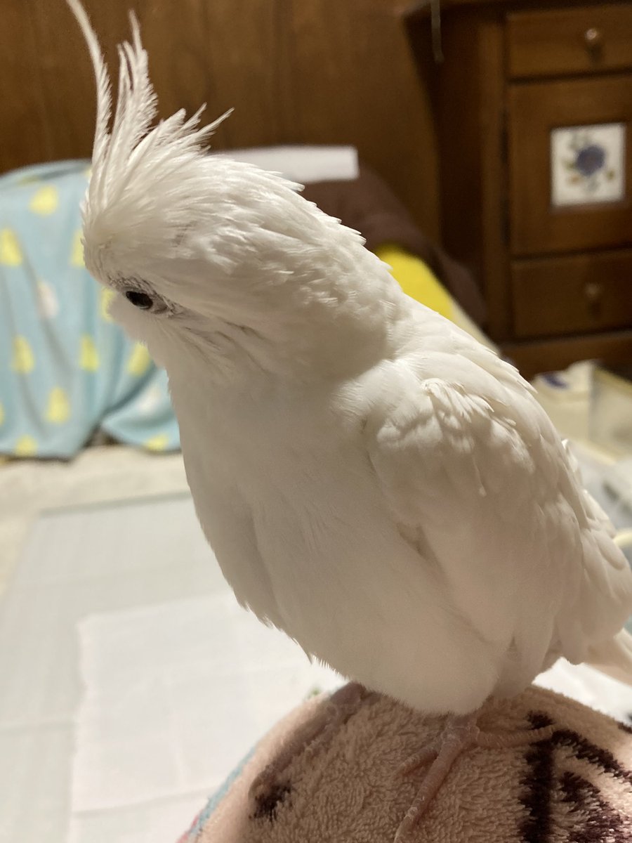 sagara_kyoko's tweet photo. 耳をすませば‥雷の音⁉️
神奈川より中継でした〜🐤
 #オカメインコ https://t.co/zOVHwCz2bB