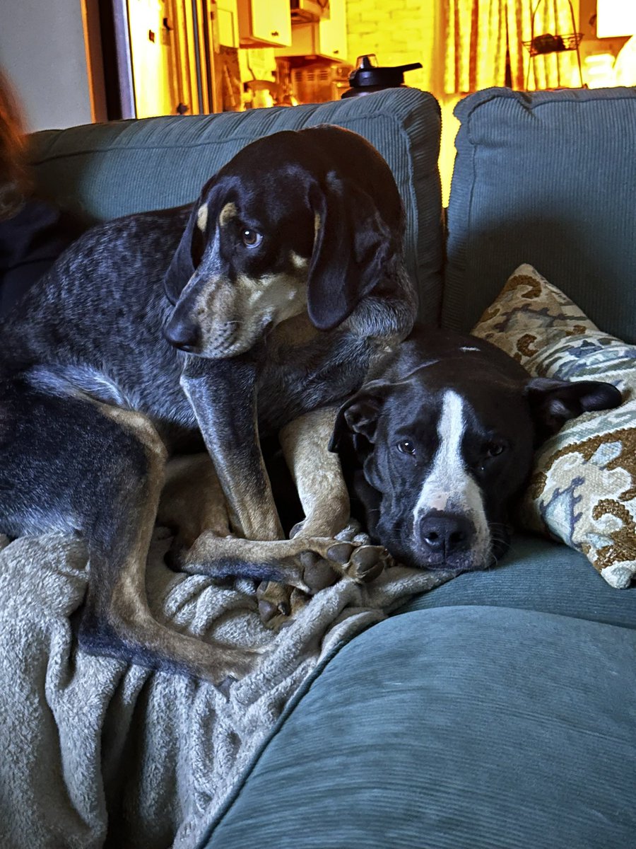 kmyva's tweet photo. #gooddaydc Happy National Pets Day!
Bear and Lucy https://t.co/XcQQE750Gs