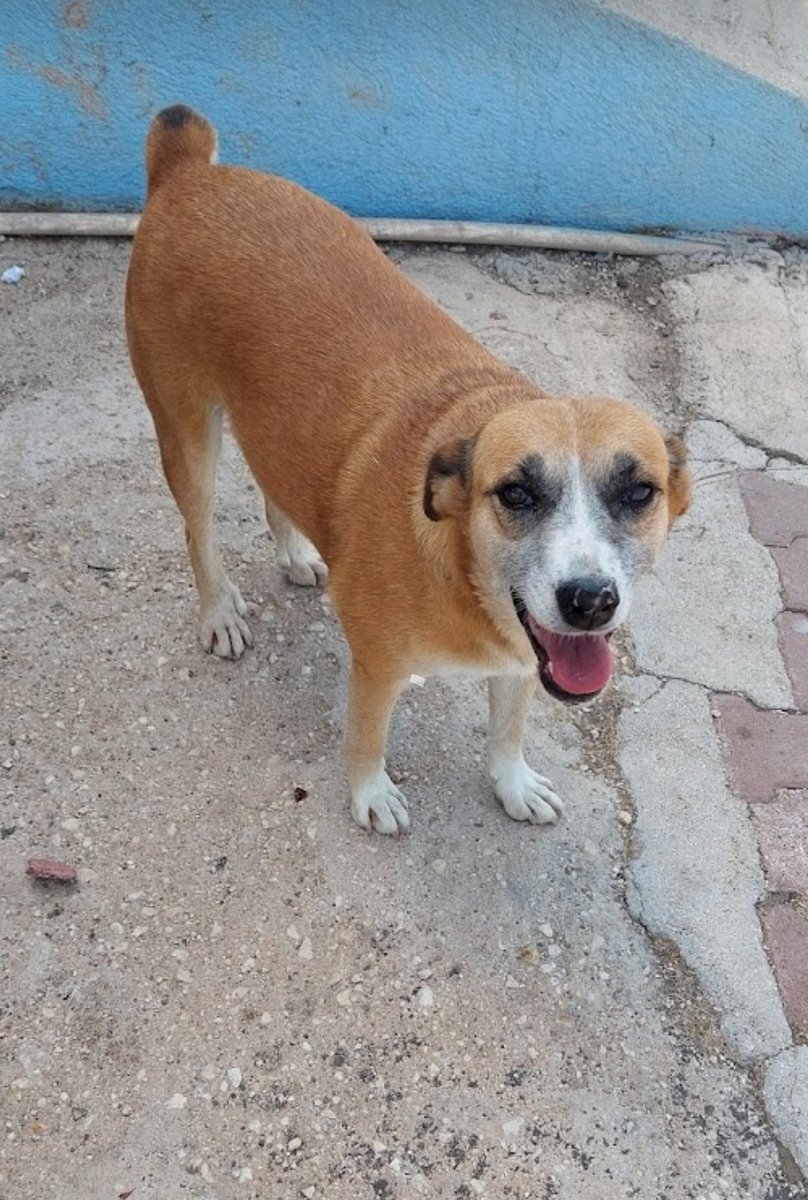 KIRIKHANpati's tweet photo. KÖPEĞİM DULİŞ 
8 NİSAN DA İZMİR/KEMALPAŞA DİMES MEVKİDE KAYBOLMUŞTUR😪 KAYBOLDUĞUNDA ÜSTÜNDE TASMASI YOKTUR.CİNSİYETİ DİŞİ 
ÇİPİ VARDIR SİSTEME KAYIP OLDUĞU BİLDİRİLMİŞTİR.
BELİRGİN ÖZELLİĞİ KUYRUĞU YARIM.GOREN OLURSA 05345033007 ULAŞABİLİRSİNİZ. 
KAHROLUYORUM LUTFEN PAYLAŞIN 🙏 https://t.co/hUxrn9wrcH